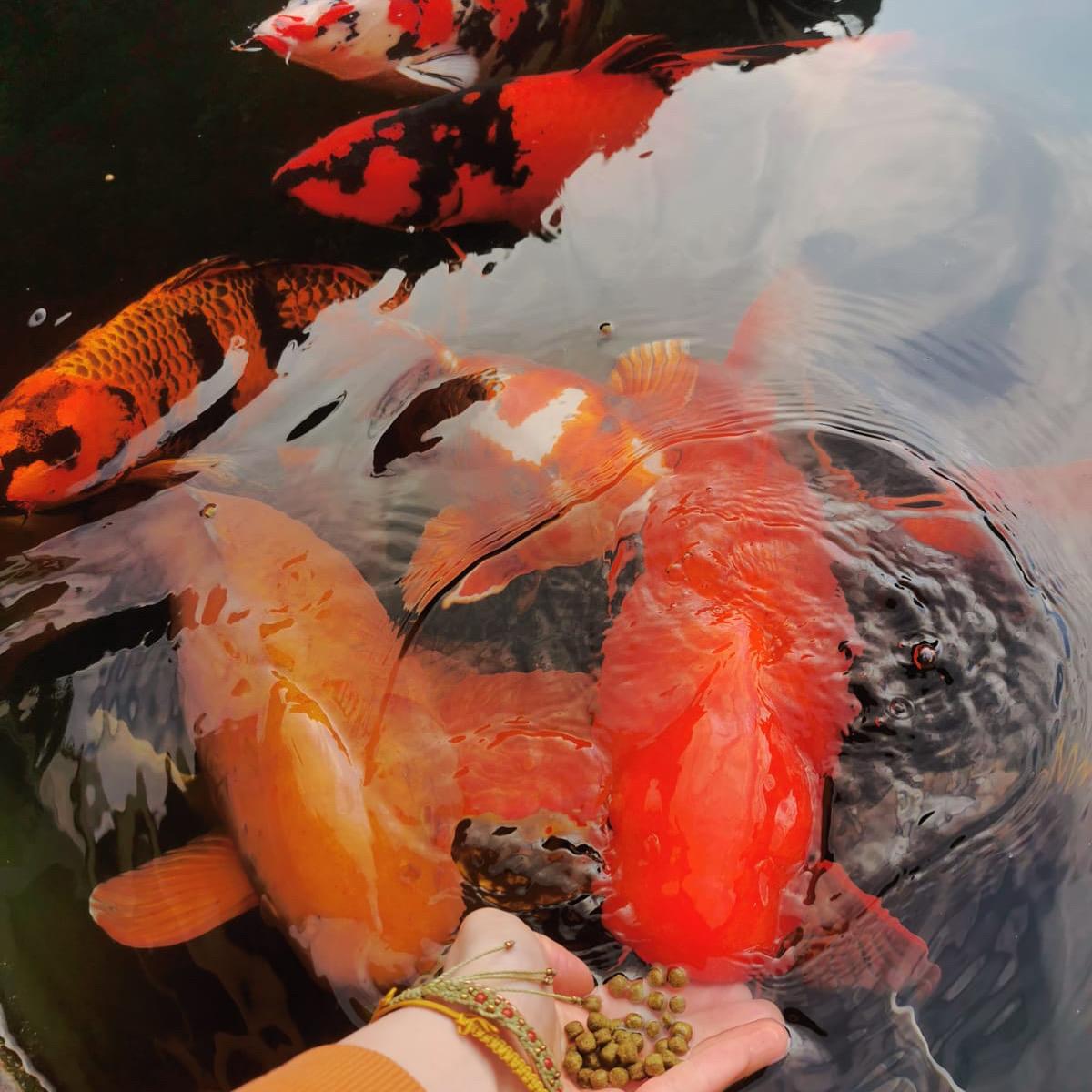 Koi beim Füttern aus der Hand – vitale Teichfische bei SAKANAYA